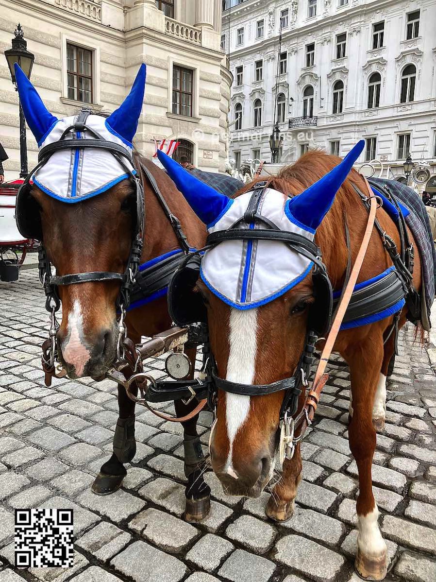 Austria Vienna near the Hofburg two horses with hats close up horse-drawn carriage