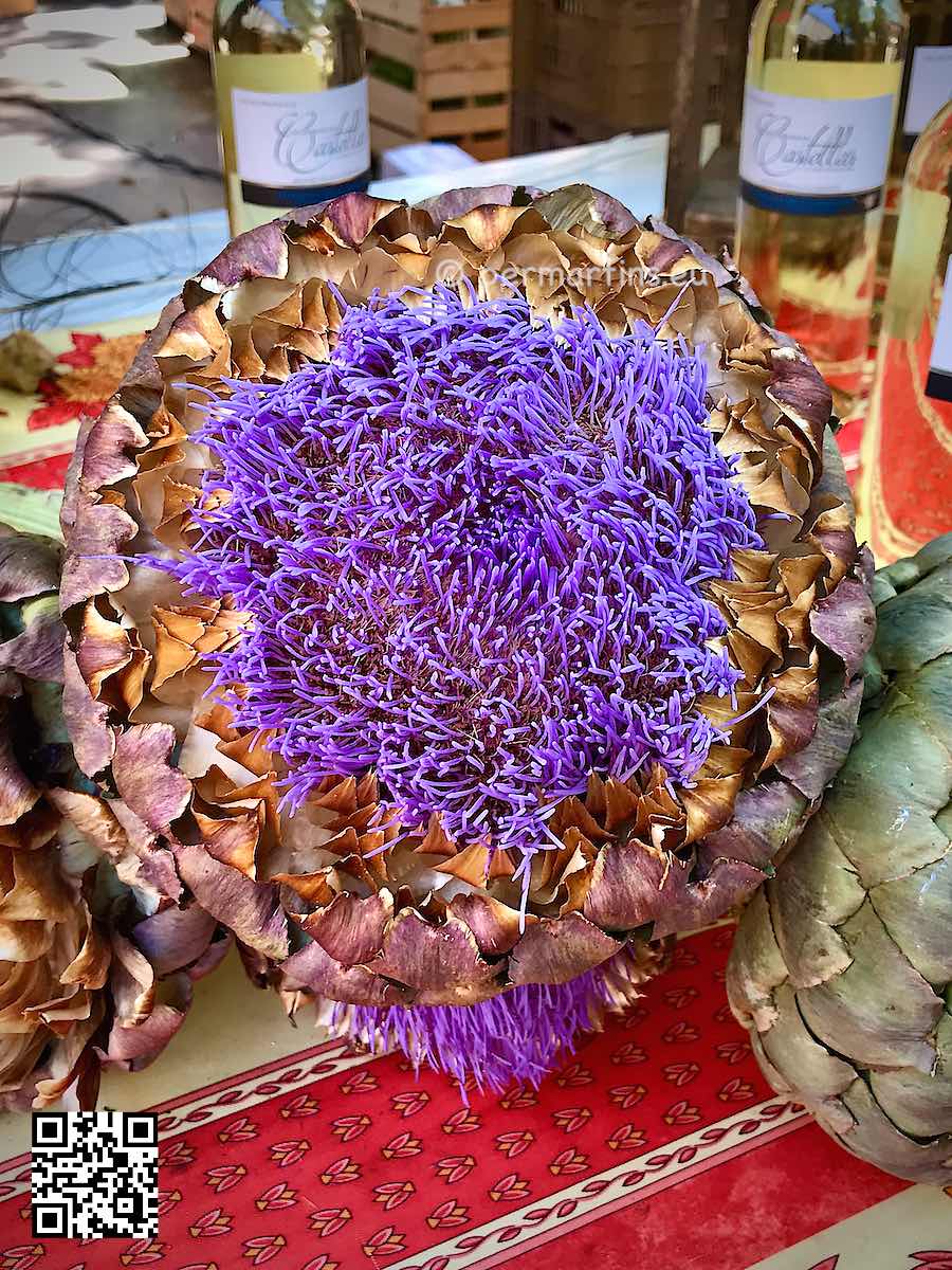 France Aix-en-Provence Marché aux Fruits et Légumes artichoke in bloom