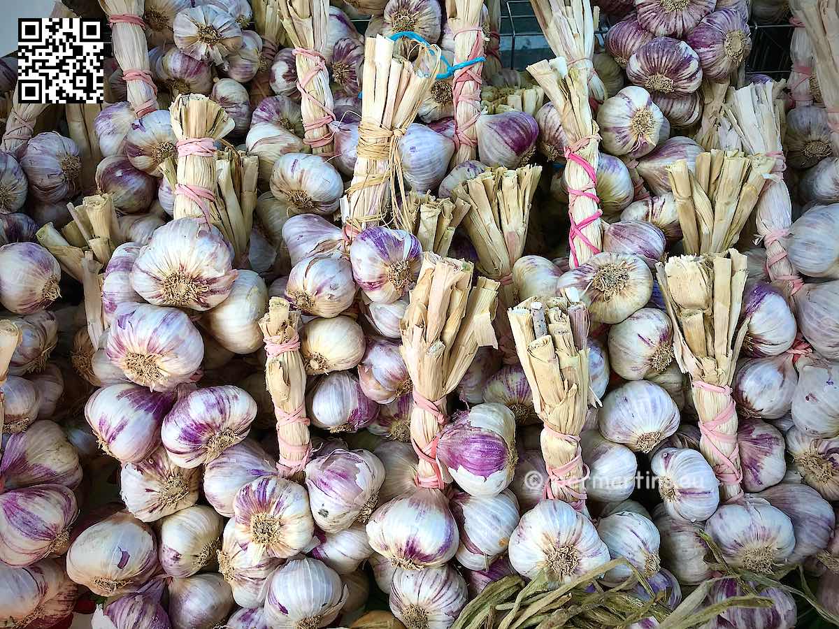 France Provence Arles garlic at for sale at the market.